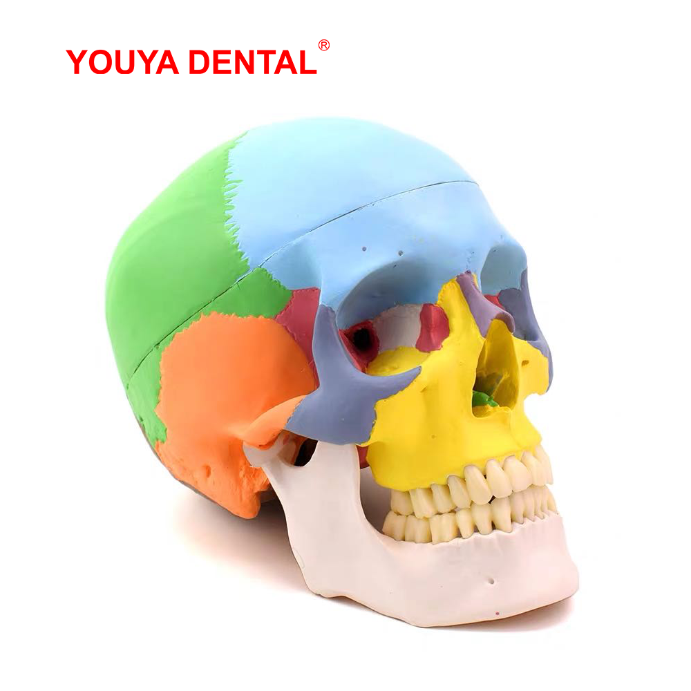 3D Printing Orthodontics - Modelo Anatômico de Crânio em Tamanho