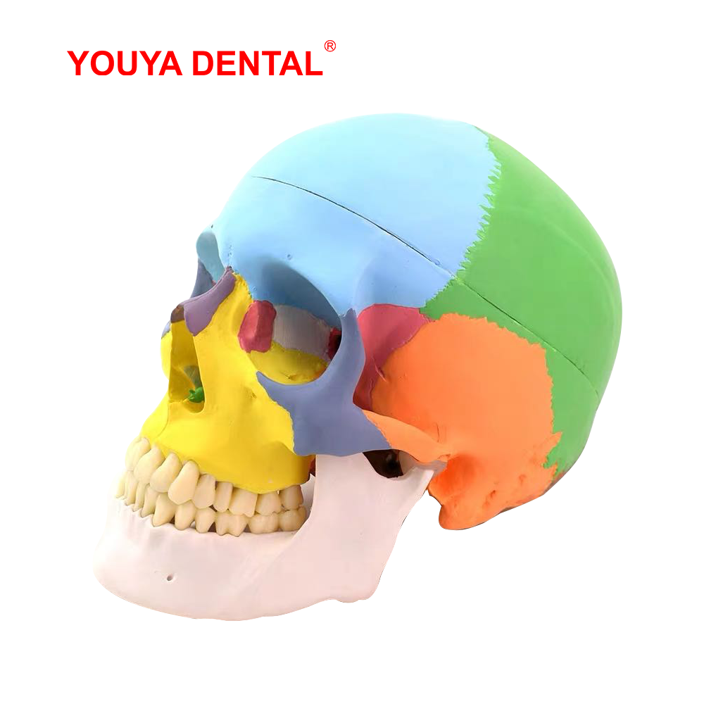 Modelo Anatômico de Crânio em  - 3D Printing Orthodontics avaliação e preço