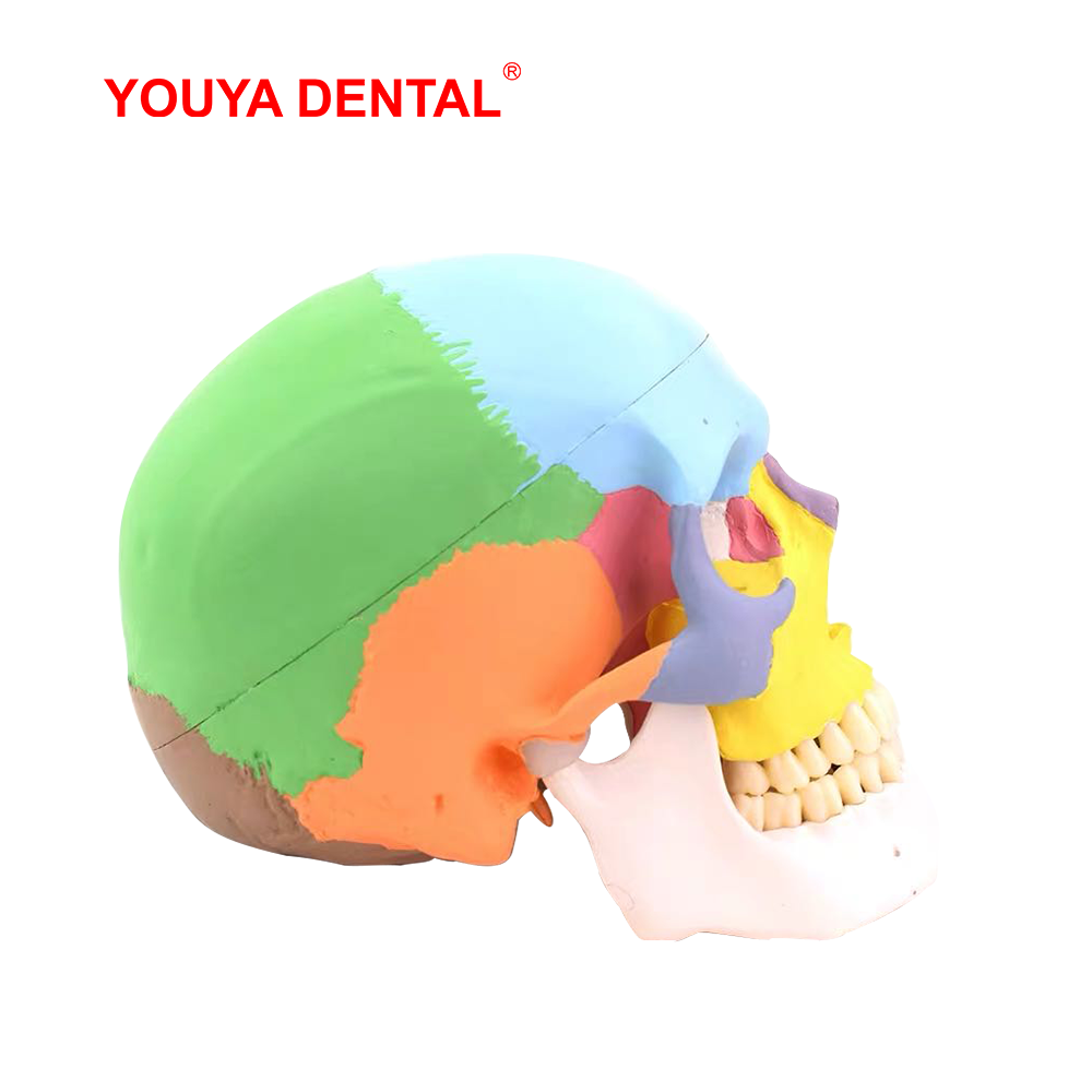 Modelo Anatômico de Crânio em  - 3D Printing Orthodontics avaliação e preço