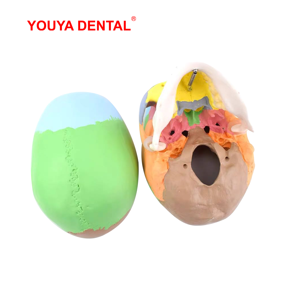 Modelo Anatômico de Crânio em  - 3D Printing Orthodontics avaliação e preço